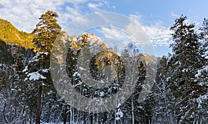 Frosty winter landscape in snowy forest