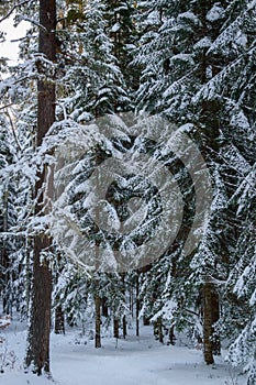 Frosty winter landscape in snowy forest