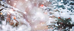 Frosty winter landscape in snowy forest. Christmas background with fir trees and blurred background of winter