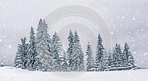 Frosty winter landscape in snowy forest. Christmas background with fir trees and blurred background of winter. Happy New Year card