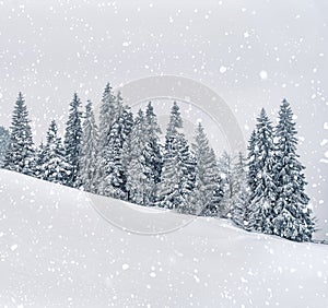 Frosty winter landscape in snowy forest. Christmas background with fir trees and blurred background of winter. Happy New Year card