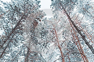 Frosty winter landscape in snowy forest. Pine branches covered with snow in cold weather. Christmas background with fir trees