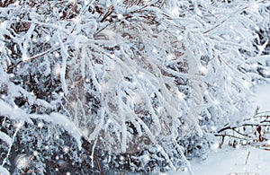 Frosty winter landscape in snowy forest. Pine branches covered with snow in cold weather. Christmas background with fir trees