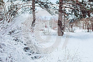 Frosty winter landscape in snowy forest. Pine branches covered with snow in cold winter weather.