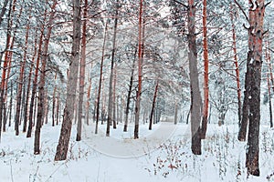 Frosty winter landscape in snowy forest. Pine branches covered with snow in cold winter weather.