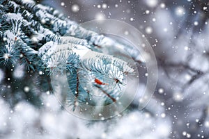 Frosty winter landscape in snowy forest. Pine branches covered with snow in cold winter weather.