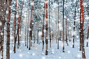 Frosty winter landscape in snowy forest. Pine branches covered with snow in cold winter weather.