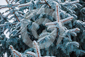 Frosty winter landscape in snowy forest. Pine branches covered with snow in cold winter weather.