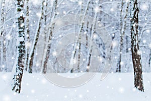 Frosty winter landscape in snowy forest. Pine branches covered with snow in cold winter weather.