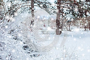 Frosty winter landscape in snowy forest. Pine branches covered with snow in cold winter weather.