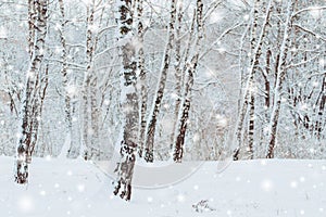 Frosty winter landscape in snowy forest. Pine branches covered with snow in cold winter weather.