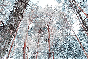 Frosty winter landscape in snowy forest. Pine branches covered with snow in cold winter weather.