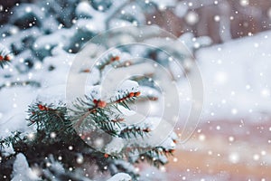 Frosty winter landscape in snowy forest. Pine branches covered with snow in cold winter weather.