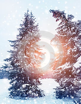 Frosty winter landscape in snowy forest. Pine branches covered with snow in cold winter weather.