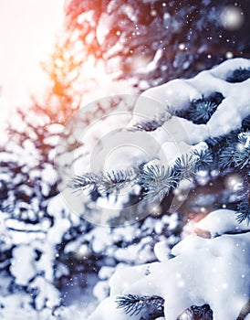 Frosty winter landscape in snowy forest. Pine branches covered with snow in cold winter weather.