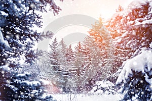 Frosty winter landscape in snowy forest. Pine branches covered with snow in cold winter weather.