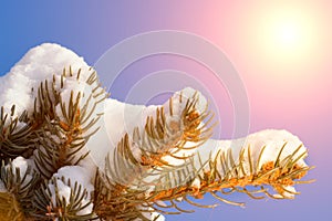 Frosty winter landscape in snowy forest. Pine branches covered with snow in cold winter weather. Christmas background with fir