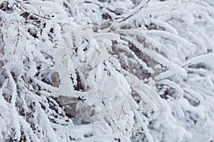 Frosty winter landscape in snowy forest. Pine branches covered with snow in cold winter weather. Christmas background with fir