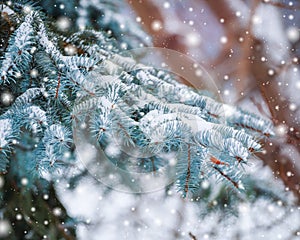 Frosty winter landscape in snowy forest. Pine branches covered with snow in cold winter weather. Christmas background with fir