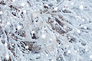 Frosty winter landscape in snowy forest. Pine branches covered with snow in cold winter weather. Christmas background
