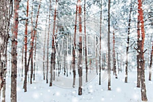 Frosty winter landscape in snowy forest. Pine branches covered with snow in cold winter weather. Christmas background with fir