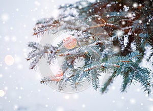 Frosty winter landscape in snowy forest. Pine branches covered with snow in cold winter weather. Christmas background with fir