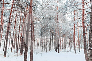 Frosty winter landscape in snowy forest. Pine branches covered with snow in cold winter weather.