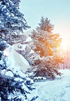 Frosty winter landscape in snowy forest. Pine branches covered with snow in cold winter weather.