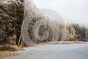 Frosty winter landscape in snowy forest russia