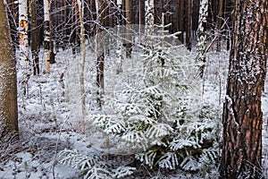 Frosty winter landscape in snowy forest russia