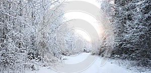 Frosty winter landscape in snowy forest, winter background