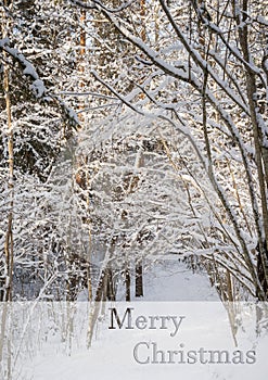 Frosty winter landscape in snowy forest. Xmas background with fir trees and blurred background of winter with text Merry Christmas