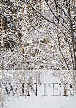 Frosty winter landscape in snowy forest. Xmas background with fir trees and blurred background of winter with text Winter