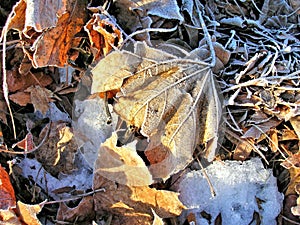 Frosty Winter Leaves