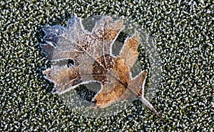 Frosty Winter Maple Leaf