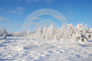 Frosty winter meadow