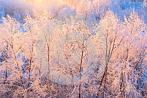 Frosty winter morning