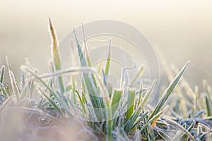 Frosty winter morning macro. Cold weather background concept. Frozen grass on the fields with copy space