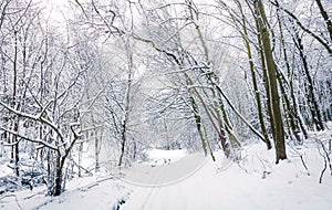 Escarchado manana en montana Bosque enganar nieve cubierto árboles. hermoso externo escena feliz nuevo fiesta 