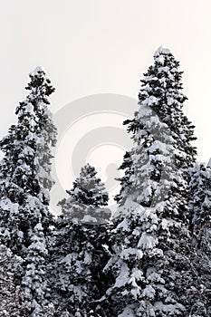A frosty winter morning in a mountainous area frozen nature and trees in a snow captivity.