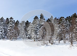 A frosty winter morning in a mountainous area frozen nature and trees in a snow captivity.