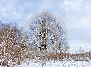 A frosty winter morning in a mountainous area frozen nature and trees in a snow captivity.