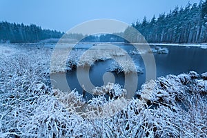 Frosty winter morning over swamp