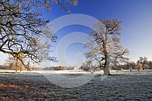 Frosty Winter Oak Tree Stanford Hall