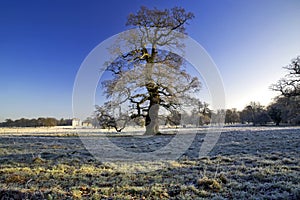 Frosty Winter Oak Tree Stanford Hall photo