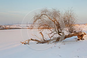 Frosty winter in Russia. Beautiful sunrise in Siberia.