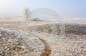 Frosty Winter scene