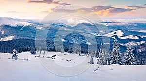 Frosty winter sunrise in Carpathian mountains with snow covered fir trees. Fantastic outdoor panorama, Happy New Year celebration