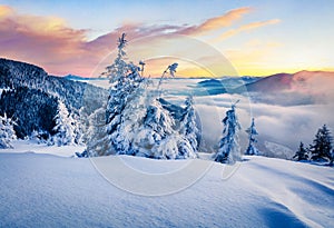 Frosty winter sunrise in Carpathian mountains with snow covered fir trees. Impressive morning scene of mountains hills covered by