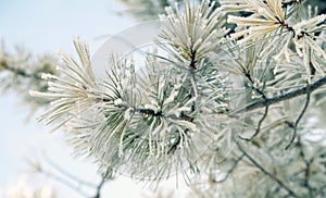 Frosty Winter Tree Branch 